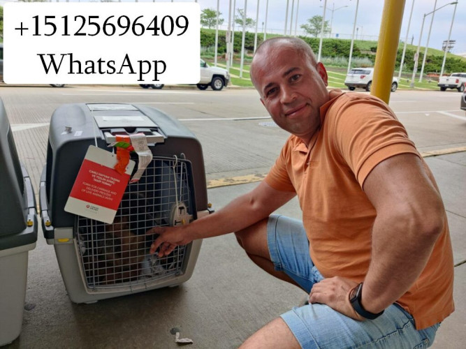 Перевозка животных в Америку и Европу 