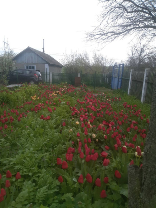 Продається будинок в затишному селі Паліївка в Одеській області, 1250$ фото 11