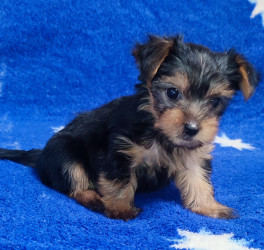 Дівчатка та хлопчики йоркширський тер'єр