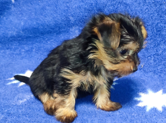 Дівчатка та хлопчики йоркширський тер'єр фото 2