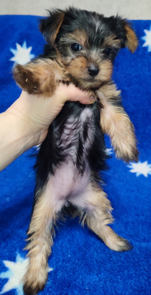 Дівчатка та хлопчики йоркширський тер'єр фото 3
