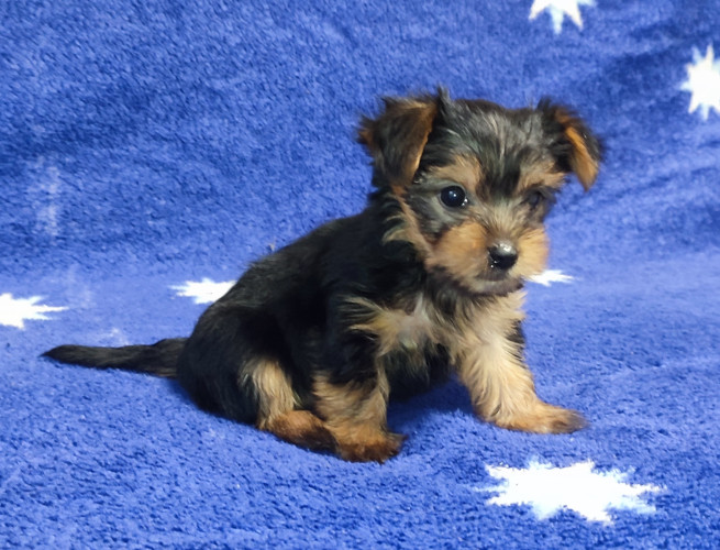 Дівчатка та хлопчики йоркширський тер'єр фото 4