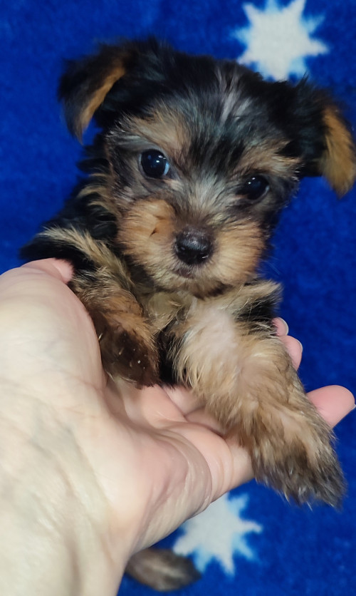 Дівчатка та хлопчики йоркширський тер'єр фото 5