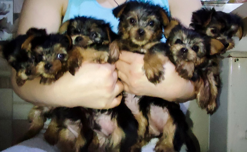 Дівчатка та хлопчики йоркширський тер'єр фото 8