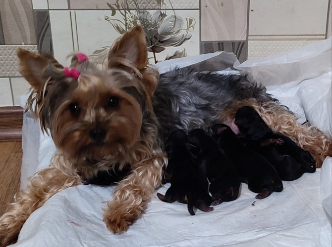 Дівчатка та хлопчики йоркширський тер'єр фото 7