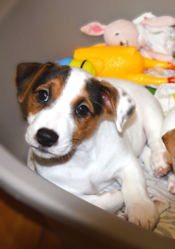 Цуценя Джек рассел терʼєр! Хлопчик!