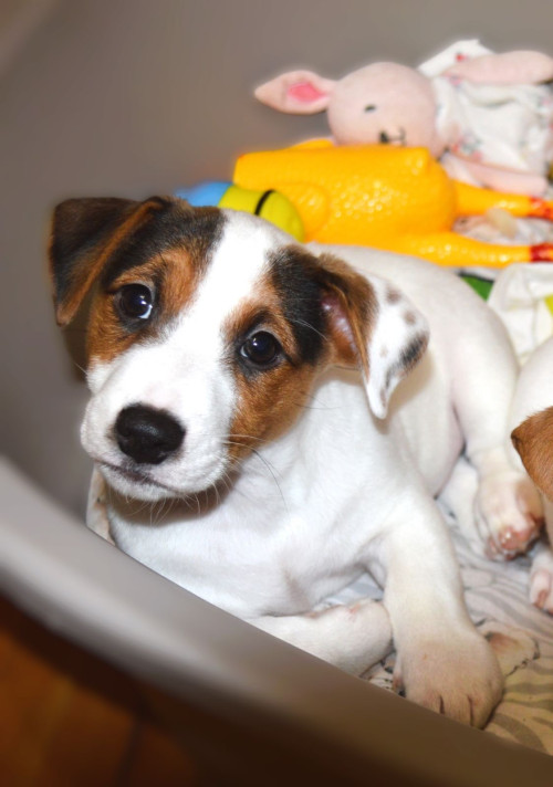 Цуценя Джек рассел терʼєр! Хлопчик! 