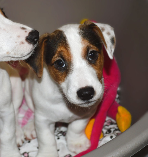 Цуценя Джек рассел терʼєр! Хлопчик! фото 3