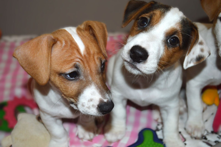 Цуценя Джек рассел терʼєр! Хлопчик! фото 4