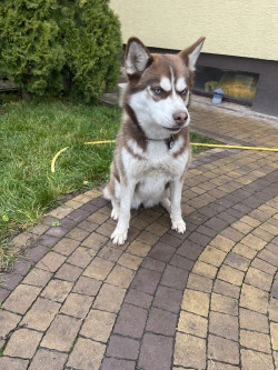 Віддам в добрі руки Хаскі