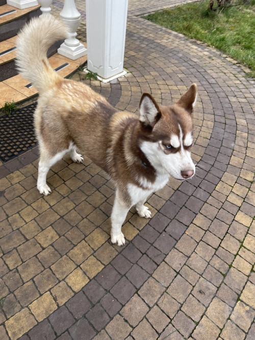 Віддам в добрі руки Хаскі фото 4