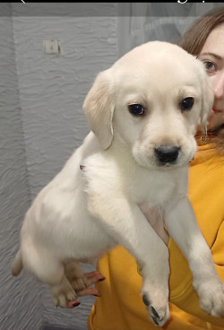 Лабрадор-ретривер