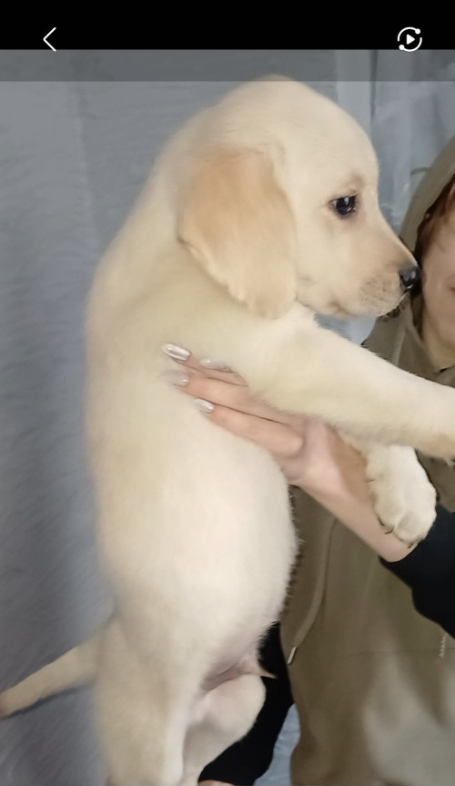 Лабрадор-ретривер фото 2