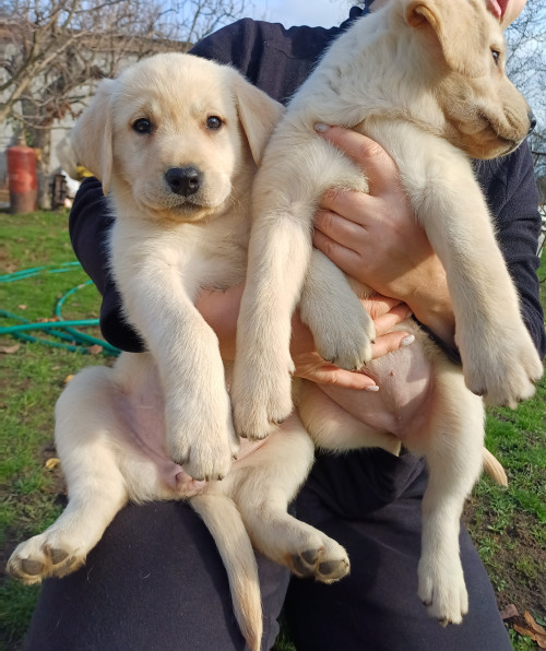 Лабрадор-ретривер фото 3