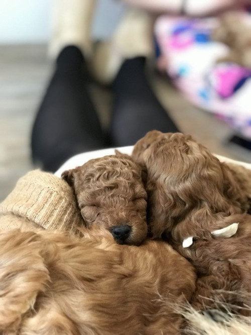 Цуценята тікап той пуделі 