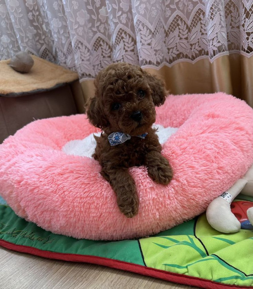 Цуценята тікап той пуделі фото 2