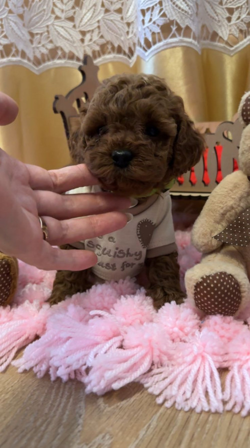 Цуценята тікап той пуделі фото 3