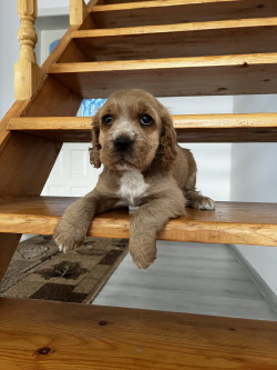 Продам цуценя породи «Спаніель»