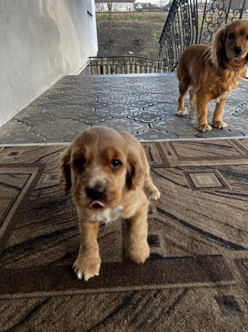 Продам цуценя породи «Спаніель» фото 2