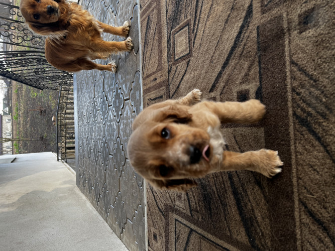 Продам цуценя породи «Спаніель» фото 5