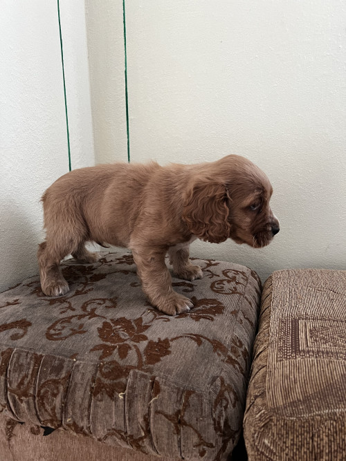 Продам цуценя породи «Спаніель» фото 6