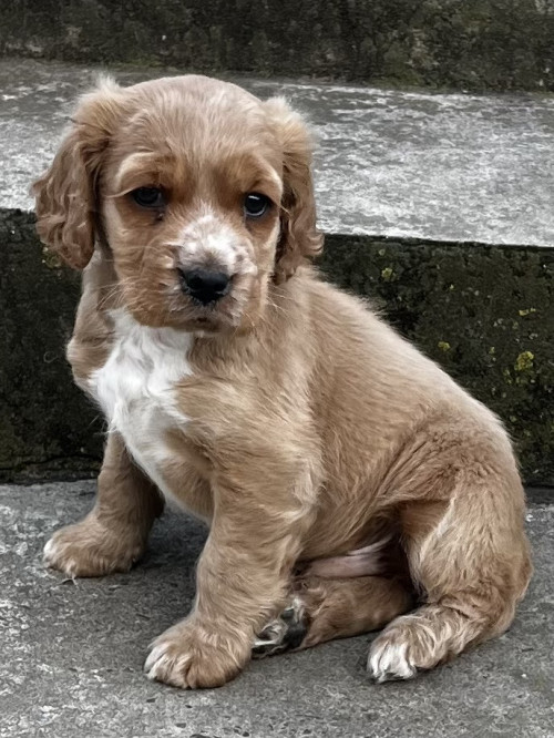 Продам цуценя породи «Спаніель» фото 16