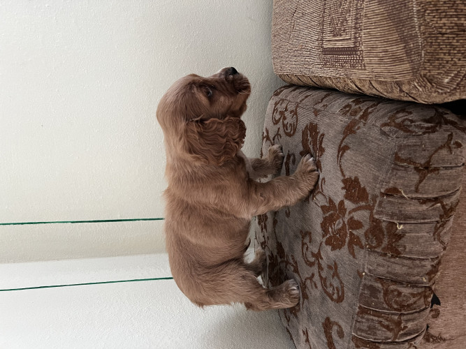 Продам цуценя породи «Спаніель» фото 11