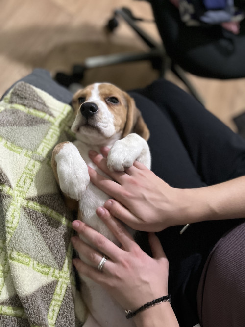 Продам цуценя бігль дівчинка фото 2