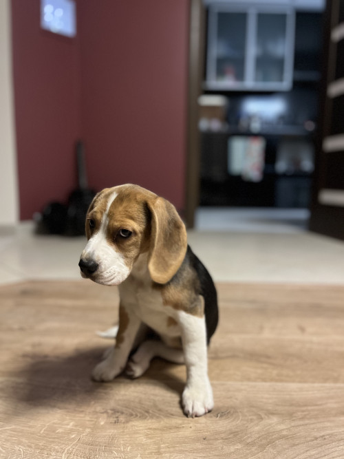 Продам цуценя бігль дівчинка фото 4