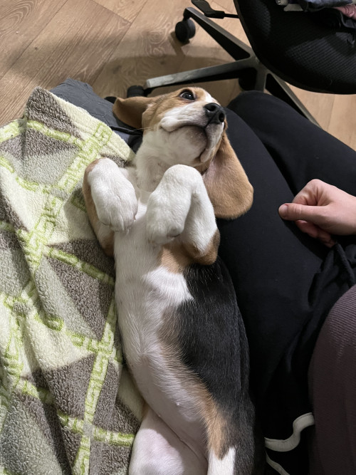 Продам цуценя бігль дівчинка фото 5