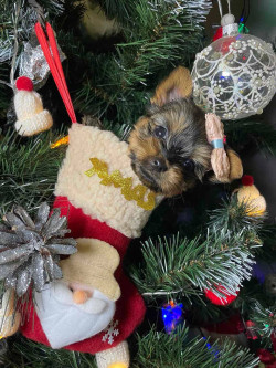 Йоркширские малыши ищут семью!