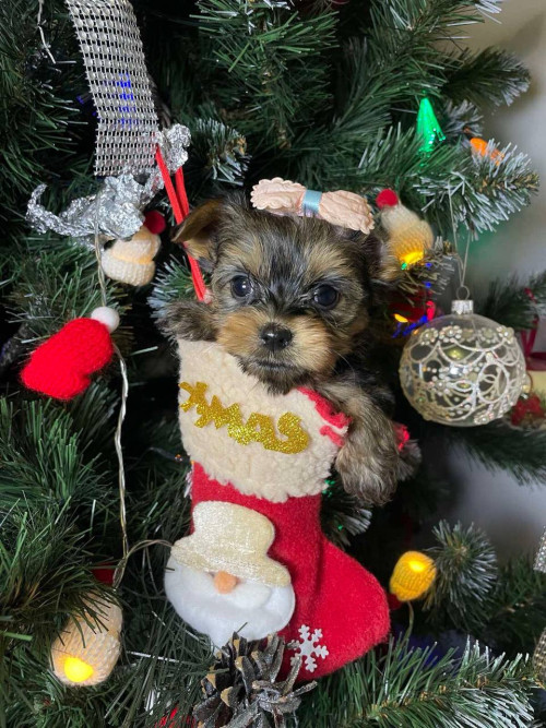 Йоркширские малыши ищут семью! фото 2