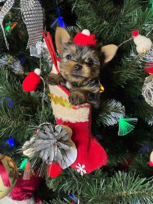 Йоркширские малыши ищут семью! фото 3