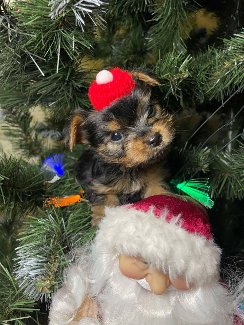 Йоркширские малыши ищут семью! фото 4