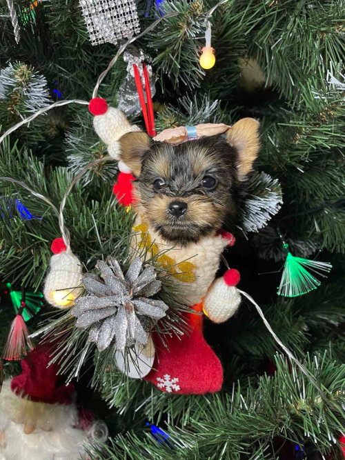 Йоркширские малыши ищут семью! фото 5