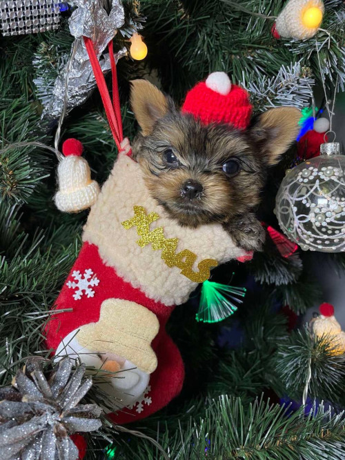 Йоркширские малыши ищут семью! фото 6