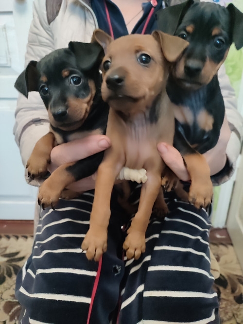 Пропоную цуценят цвергпінчера 