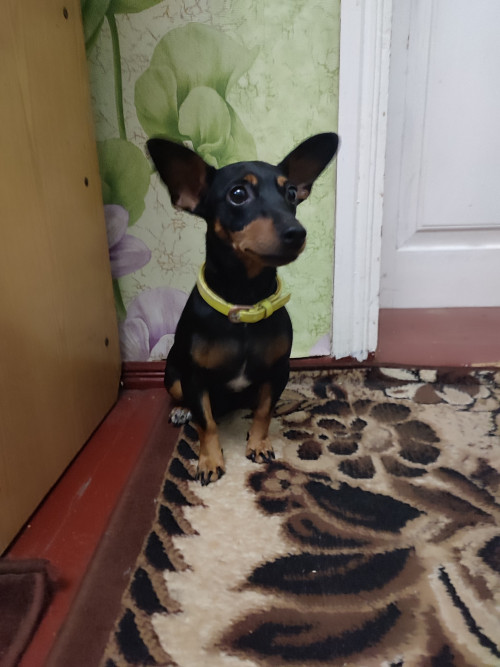 Пропоную цуценят цвергпінчера фото 2