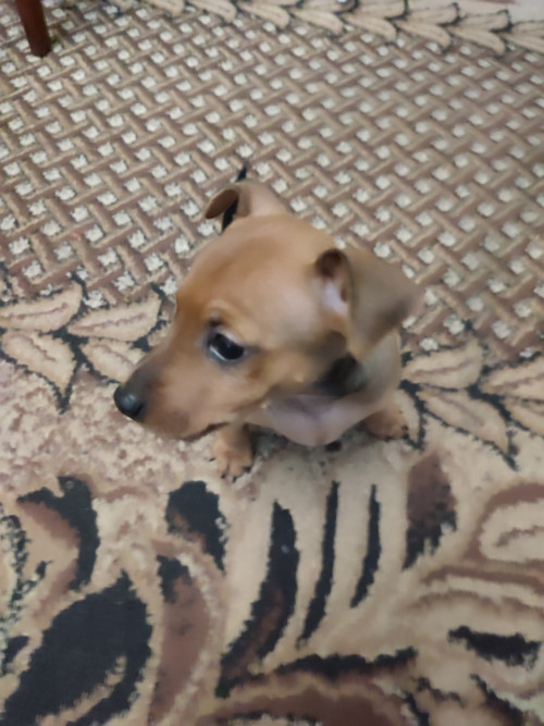 Пропоную цуценят цвергпінчера фото 4