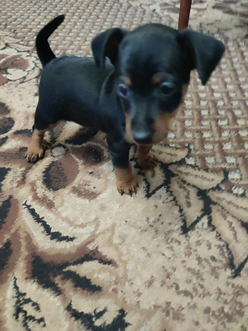 Пропоную цуценят цвергпінчера фото 6