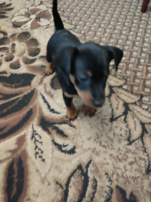 Пропоную цуценят цвергпінчера фото 7