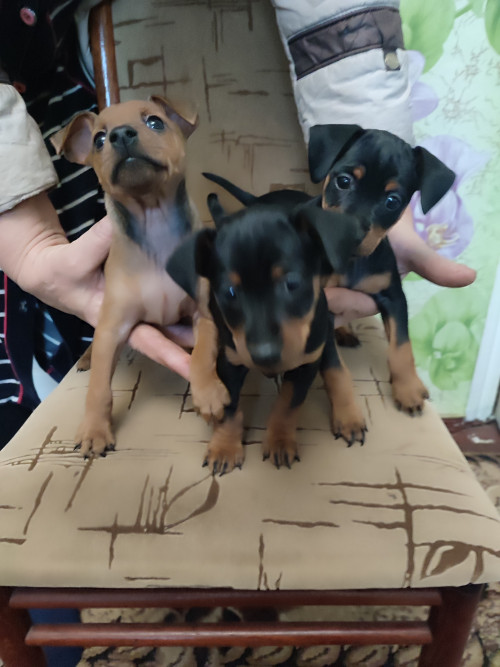 Пропоную цуценят цвергпінчера фото 10