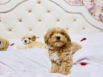 Цуцики Мальтіпу шукають сімʼю