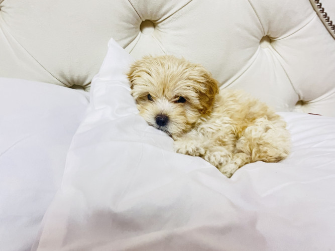 Цуцики Мальтіпу шукають сімʼю фото 3