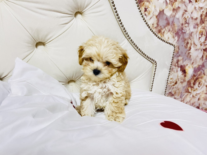 Цуцики Мальтіпу шукають сімʼю фото 5