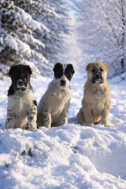 Алабай, мав, САО, середньоазіатська вівчарка