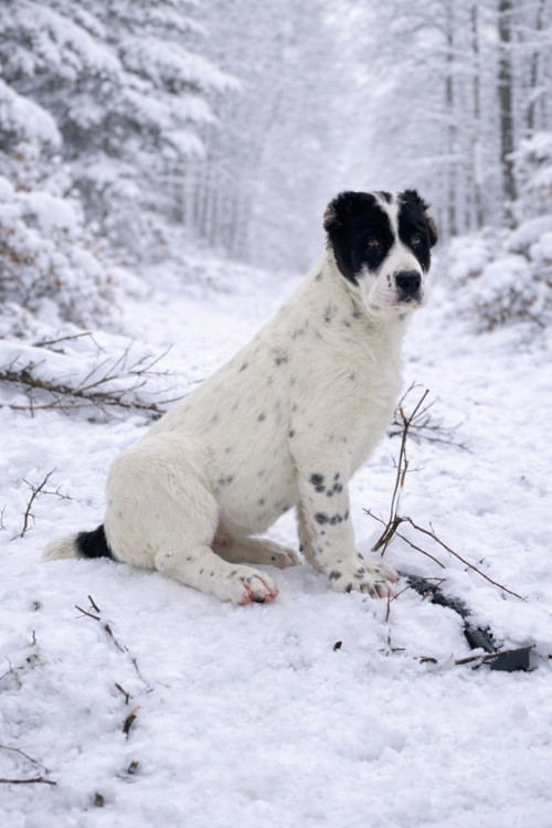 Алабай, мав, САО, середньоазіатська вівчарка фото 2