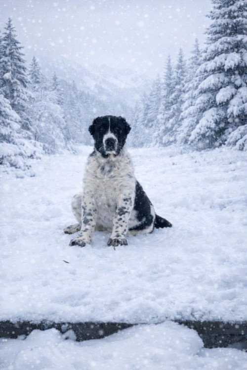 Алабай, мав, САО, середньоазіатська вівчарка фото 3