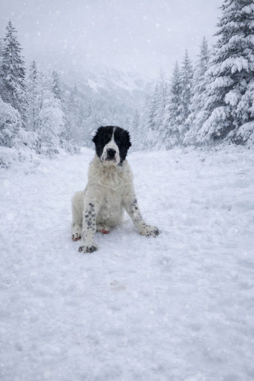 Алабай, мав, САО, середньоазіатська вівчарка фото 4