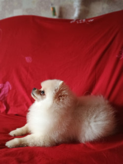 Памаранчевые шприцы